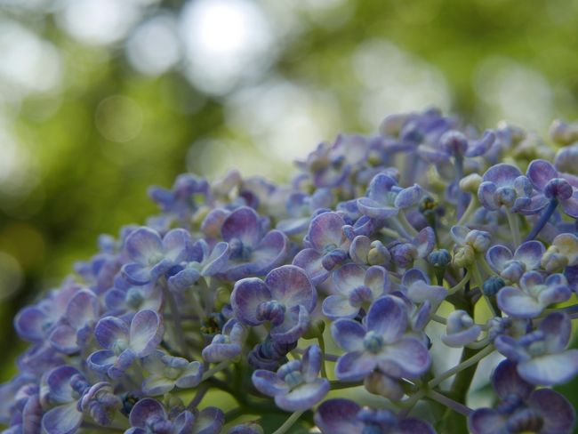 ウズかな？<br /><br />ユズでもオズでもないと思います。