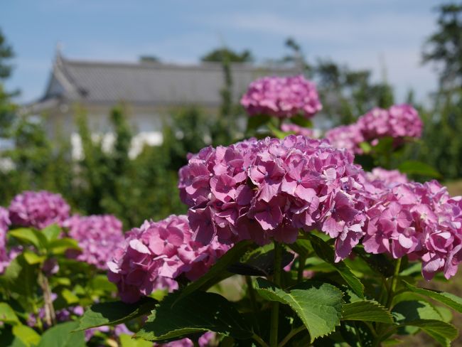 これだと菖蒲は入らないし。