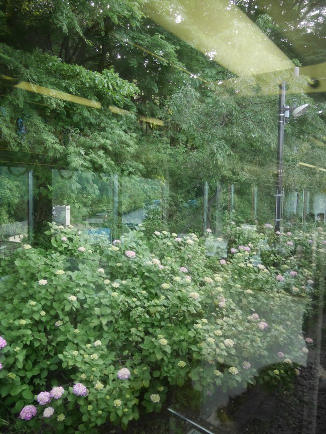 車内からだと映り込みも入ってしまい、なかなか撮るのが難しいです。<br /><br />こんな不思議な写真が出来上がってしまいます。