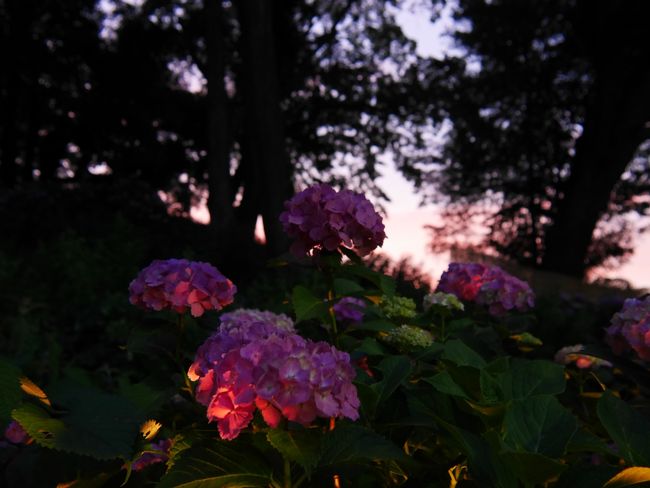 さあそろそろ帰ろうかな？と駐車場の近くまで来たら、家内が「確か小田原城の紫陽花ライトアップもやっていたはず」と言ったので、寄ってみることにしました。