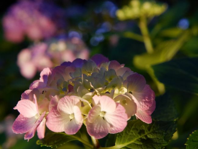 昼間とは一味違った趣があります。