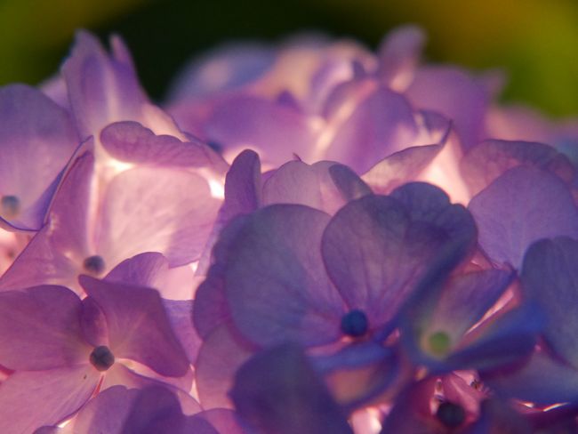 夜ということもあり妖艶な感じもあります。