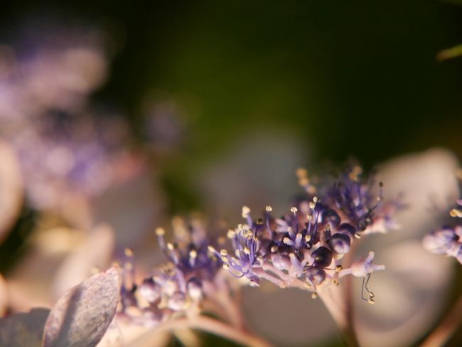 紫陽花っぽさが感じられない写真も、夜ならではかも？