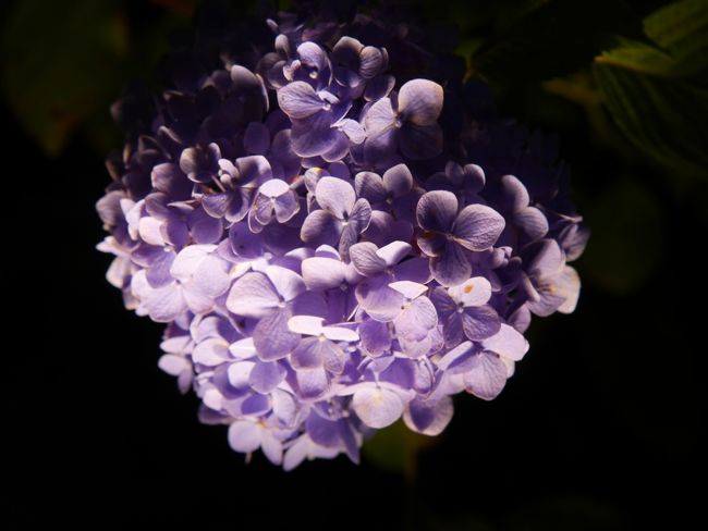 闇に浮かび上がるように見える紫陽花。