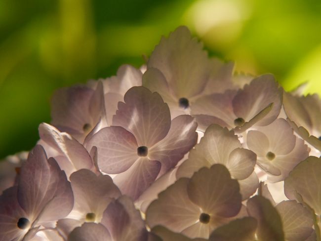 光に照らされ、一枚一枚の様子が良く分かります。