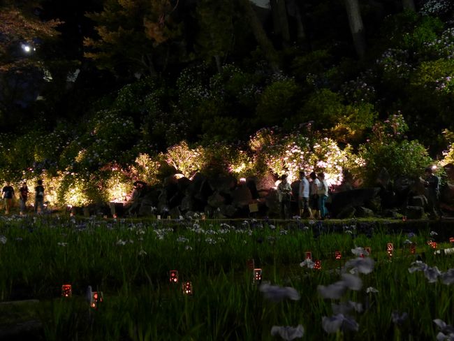 三脚を使って、菖蒲越しにライトアップされた紫陽花を撮っている人がけっこう多くいます。