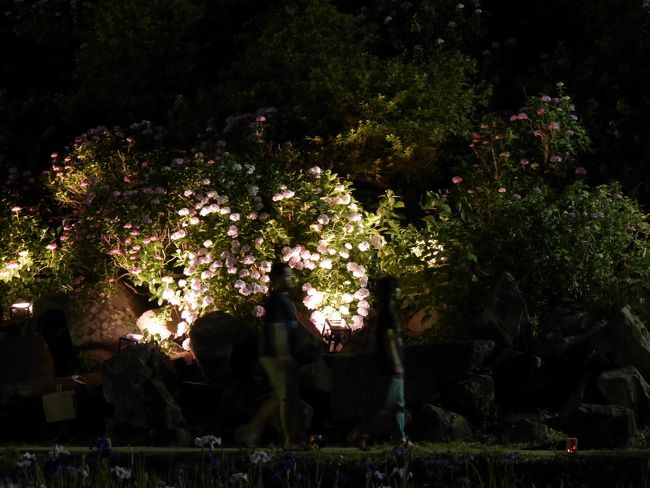 夜の紫陽花鑑賞という思いがけない体験が出来、ここに来て良かったなあと思いました。