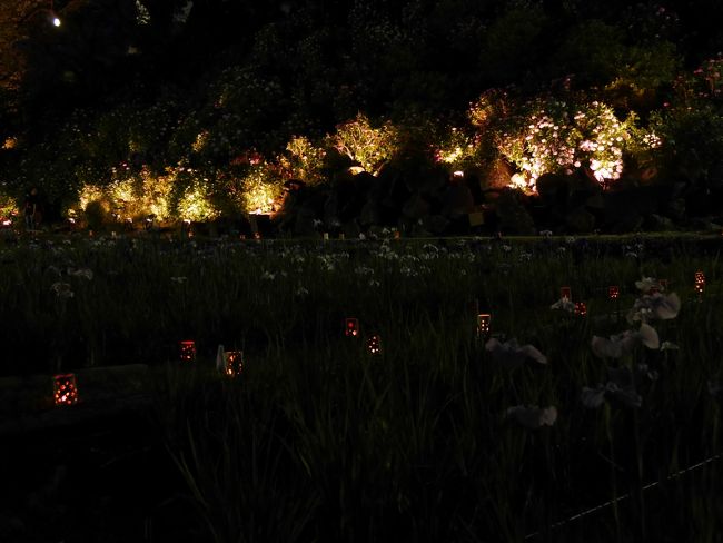 暗くなってライトアップされた紫陽花が花火のようにも見えます。