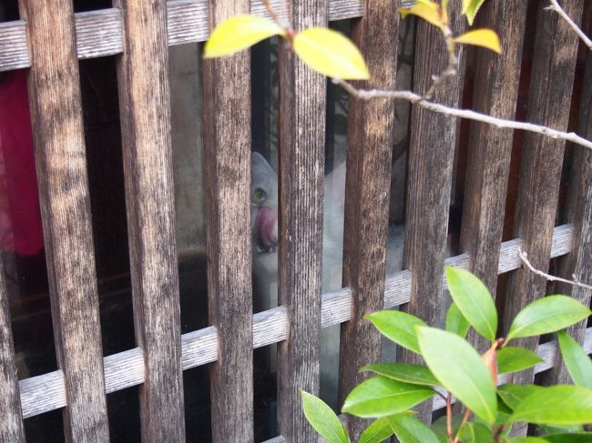 お店の中を覗くと猫がたくさん！<br /><br />そう、ここは猫カフェ『寧估庵』。<br /><br />猫カフェなんてあったんだ！<br />要予約だそうです。