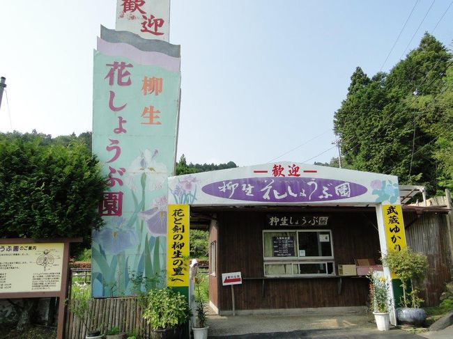 柳生花しょうぶ園は入館時間9時前でしたが、入園させていただけました。