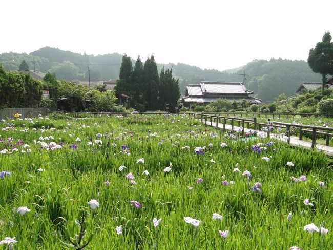 ちょっと花が少ないかな・・・<br />1万?に80万本の花しょうぶが咲き誇るはずなんですが・・・