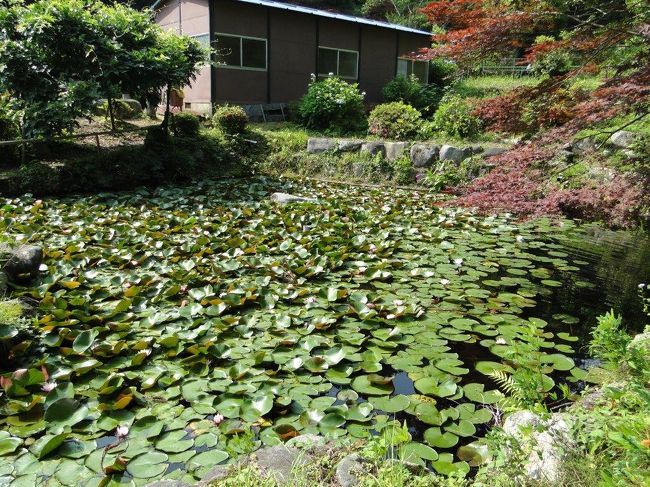 スイレンも咲いています