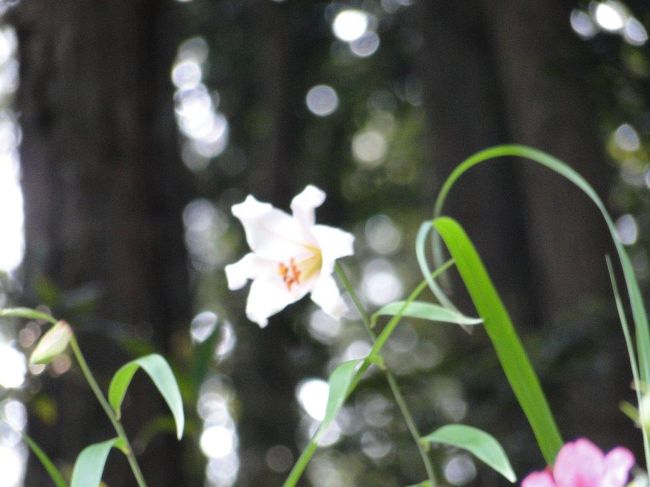ササユリも咲いています、白のササユリもあるのですね、ピンクのササユリしか見たことがないので・・・