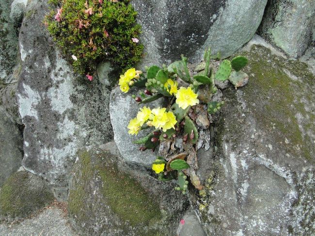 民家のサボテンの花が大きく咲いていました、サボテンの花も大きい花もありますね、ちょっと古いですがチューリップの歌にも有ったかな・・・サボテンの花