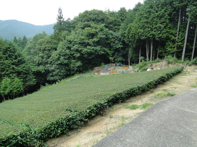 茶畑があります