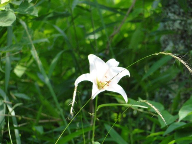 市営駐車場にもササユリが多数咲いています。