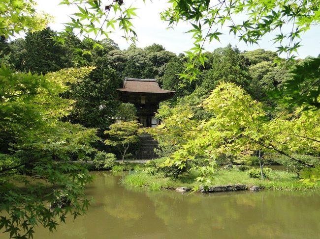 新緑の円成寺も素晴らしいです。こちらで十三仏の御朱印をいただきます。運慶の第一作の大日如来さまが多宝塔に安置されています。<br /><br />円成寺は、756年聖武・孝謙両天皇の勅願により、唐僧虚瀧和尚の開創と伝えられているが、史実的には1026年命禅上人が十一面観音を祀られたのが始まりである。<br />(パンフレットより)