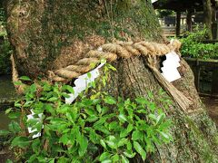 次に訪れたのは壱岐国総鎮守の住吉神社。

やはり神功皇后の三韓征伐と関わりを持つ神社で、全国に数ある住吉神社の中でも最も古く、旧社格は国幣中社に列せられます。

境内には町の天然記念物に指定されるクスノキや、根元から二股に分かれる夫婦楠など、おそらく古代からほとんど変わらない姿で鎮守の森を形作っています。