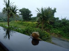 平安座島を越え宮城島へ
「ぬちまーす」の製塩工場で見つけた「かたつむり」
そう言えば 最近みかけませんね〜