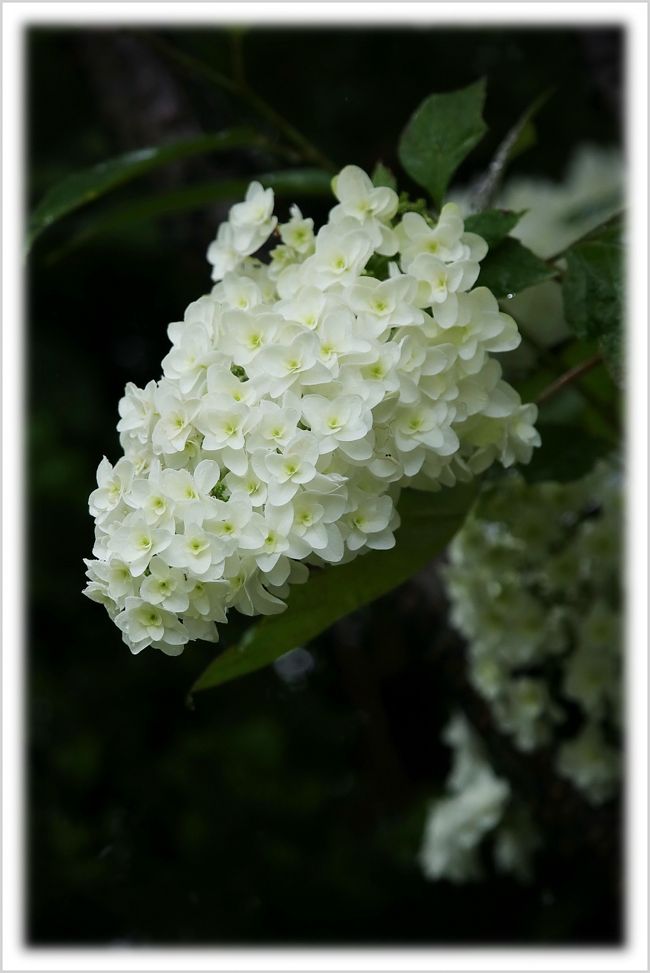 Solitary Journey 1397 雨粒が紫陽花の葉を打ち 雫が落ちてゆく 梅雨どきを美しく彩る花 紫陽花 花の寺 観音寺 広島市佐伯区 広島西 佐伯 広島県 の旅行記 ブログ By Mechagodzilla 703さん フォートラベル