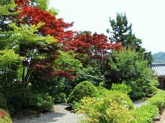 報国寺で竹林を堪能した後は、すぐ近くにある浄妙寺へ。

緑で彩られた日本庭園の中に紅のモミジ。

このモミジは1年中、紅の葉をしている種類だ。
その紅色が庭園のアクセントとなっている。
