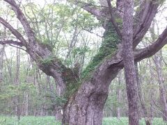 伊茶仁カリカリウス遺跡の一番奥まったところにあったミズナラの巨木。たくさんの穴ぼこを作った人たちの姿を実際に見ていたと思うと何ともいえない気分になった。