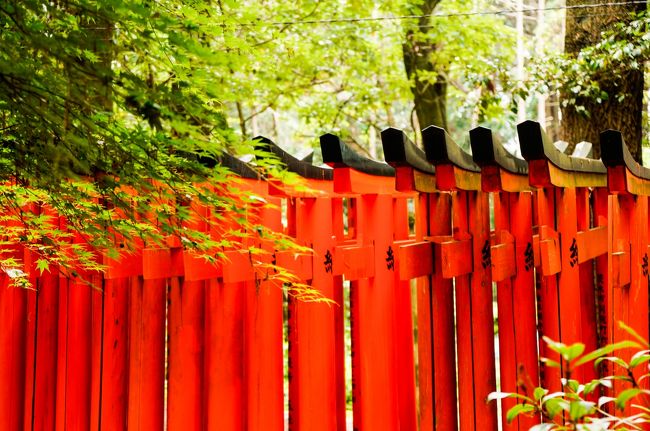 千本鳥居<br /><br />やっぱり迫力がある！