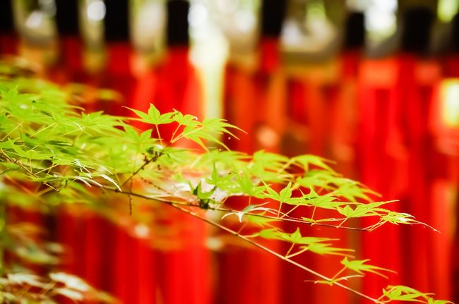 夏紅葉とのコラボレーションが素敵<br /><br /><br />真っ赤な紅葉の時期にも<br />また来たいな<br /><br />