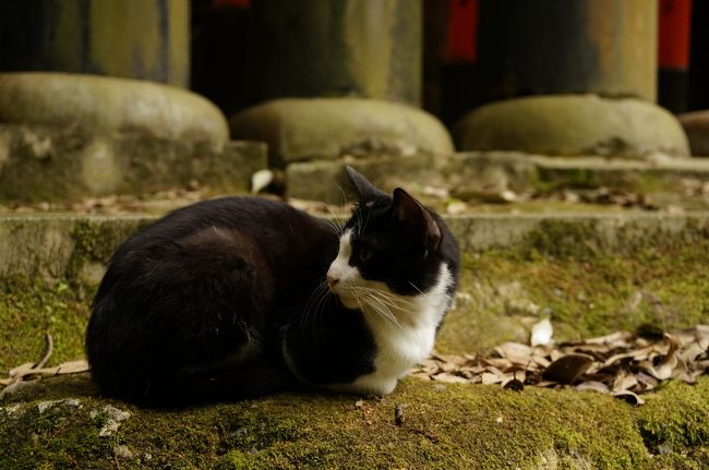 人懐っこい猫<br /><br /><br />境内に猫は鉄板