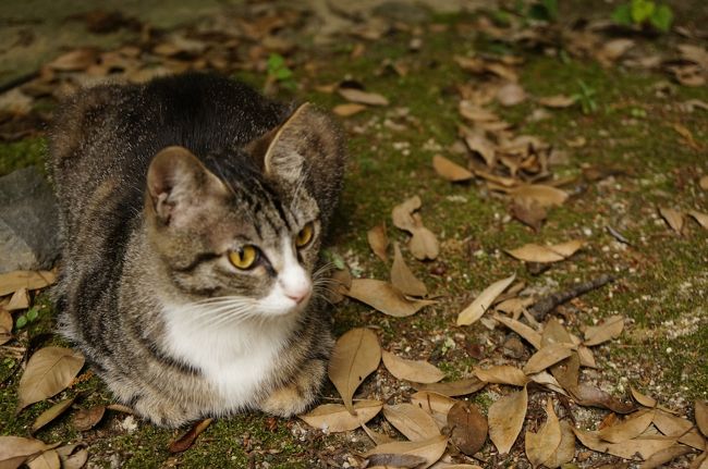 美人ちゃんも発見<br /><br />