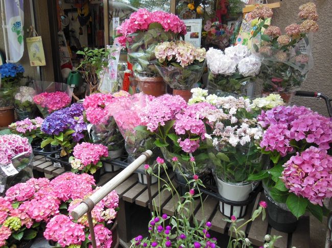 本土寺の紫陽花をみに行く 松戸 千葉県 の旅行記 ブログ By パンダ３３さん フォートラベル