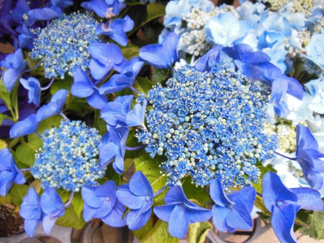 本土寺の紫陽花をみに行く 松戸 千葉県 の旅行記 ブログ By パンダ33さん フォートラベル