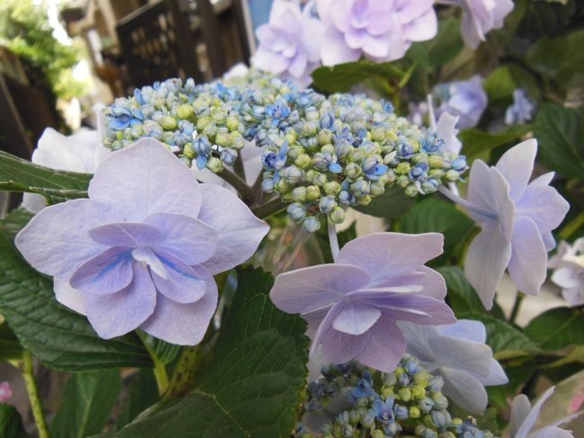 本土寺の紫陽花をみに行く 松戸 千葉県 の旅行記 ブログ By パンダ33さん フォートラベル
