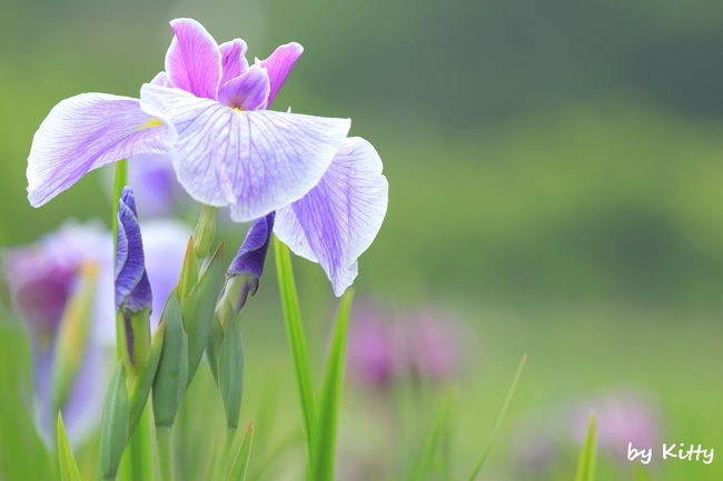 横須賀しょうぶ園で和の花を楽しむ1日 横須賀 神奈川県 の旅行記 ブログ By Kittyさん フォートラベル