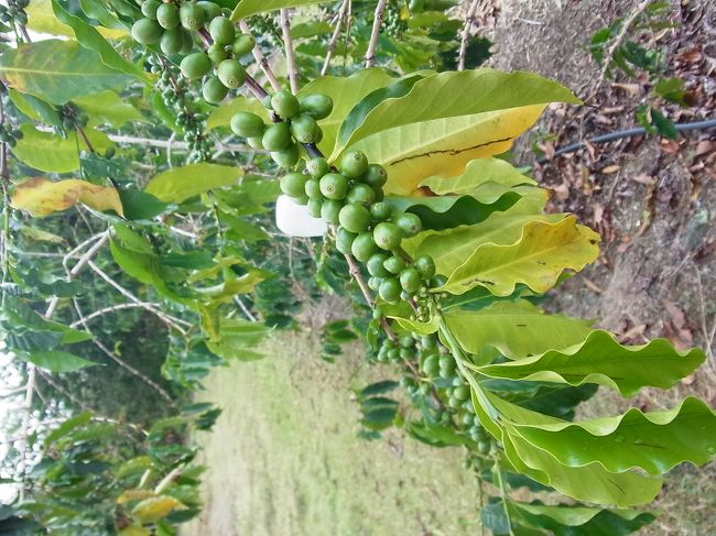 ド定番ですが、ハワイ島でまず行きたかったのが、コナコーヒーの農園。ガイドさん（日本人）に相談して、UCCに連れて行ってもらいました。天気がちょっと・・・。