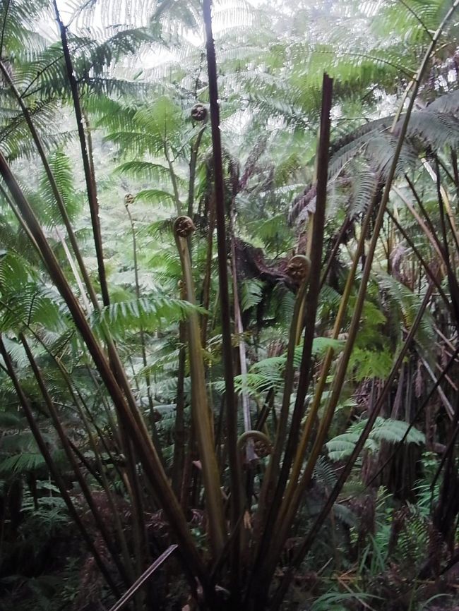 ジャングルの中にいるような雰囲気です。ツタや巨大なシダ植物らしきものが、わさわさ〜と生えてます。でも、なぜか心地よい場所。
