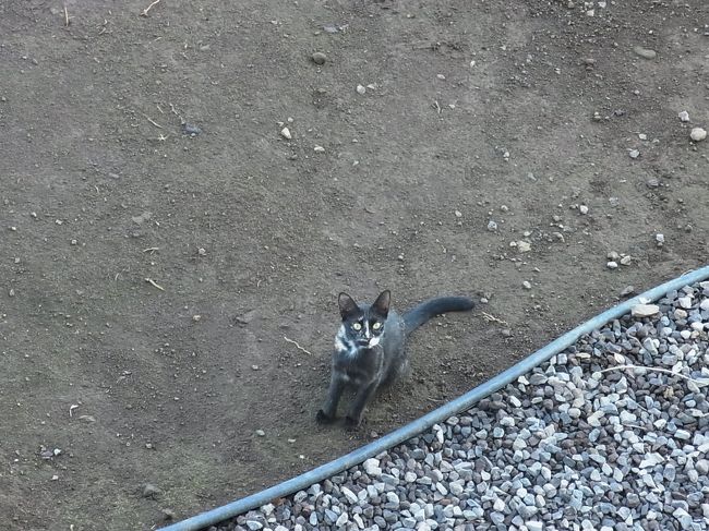 「その　ぱんを　まっているのですが」<br /><br />と言わんばかりの表情で、猫さんがやってきて見上げています。