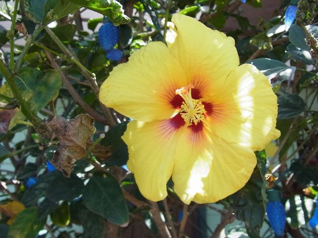 道路わきに咲いていた黄色いハイビスカス。花言葉は「新しい恋」「繊細な美」「上品な美しさ」だそうです♪