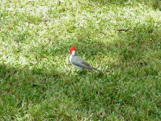 ビーチの前にある公園には、キレイな鳥さんも。