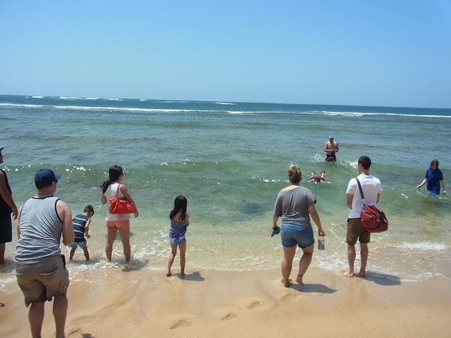 ひとだかりがっ！ ガイドさんが、「たぶんあそこにいる！」と指さします。が、み、みにくい！！ たぶん、写真の真ん中あたりの黒い影がカメさんかと…。