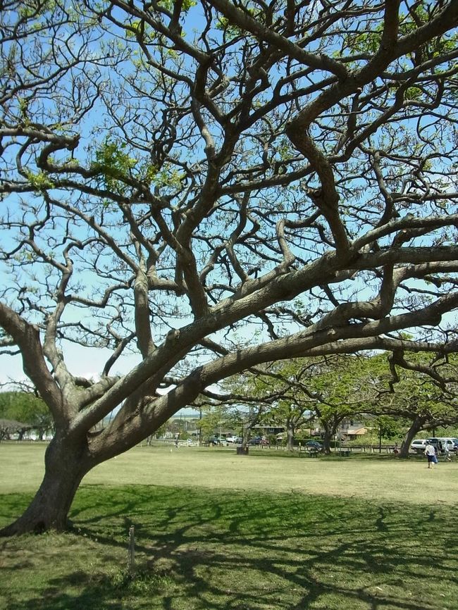 影がまた素敵。