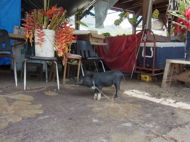 飼われていたミニ豚ちゃん♪