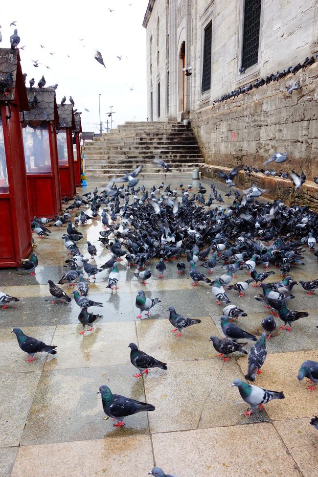 上のモスクの入口付近は鳩の巣窟。