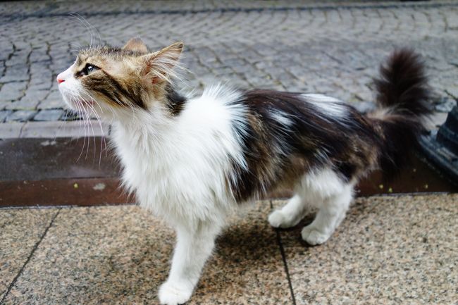 バザールを出た路地で猫ちゃんと遭遇。<br />イスタンブールはホントに猫ちゃん、多いです。