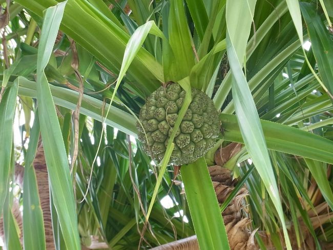 食後にお散歩、ということでレストランからビーチに出て、ホテルの前の遊歩道を（名残惜しそうに）歩いてみました。