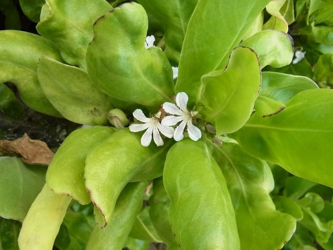 小さなお花が咲いていました。