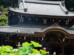 蓮と本堂