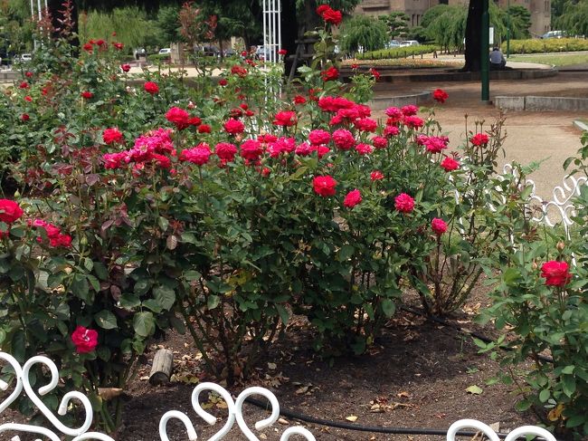 薔薇が咲いています。