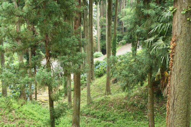 大安禅寺　境内の杉木立