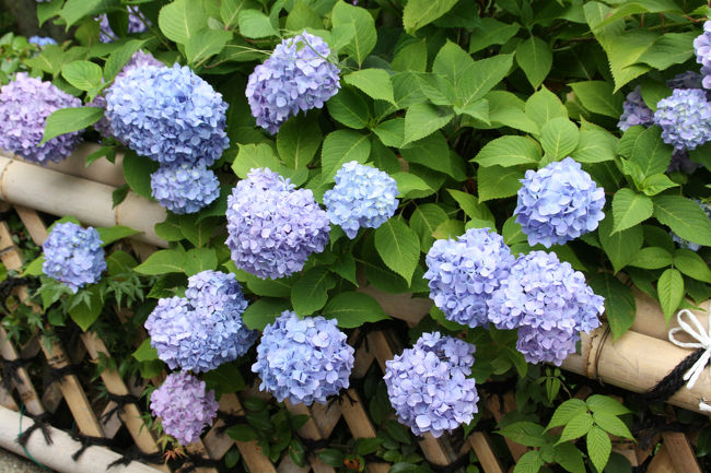 大安禅寺　境内の紫陽花